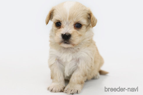 成約済の神奈川県のミックス犬-310935の2枚目